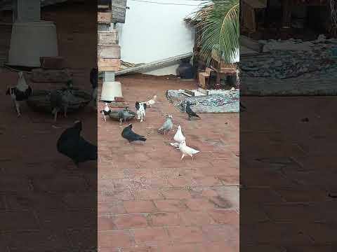 pattasu sound pura merandal #pigeonegg #pigeon #trending