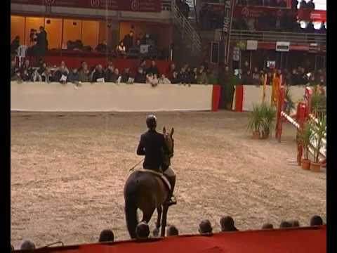 Rinaldo Rouge- jumping stallion  (SF) by Quite Easy