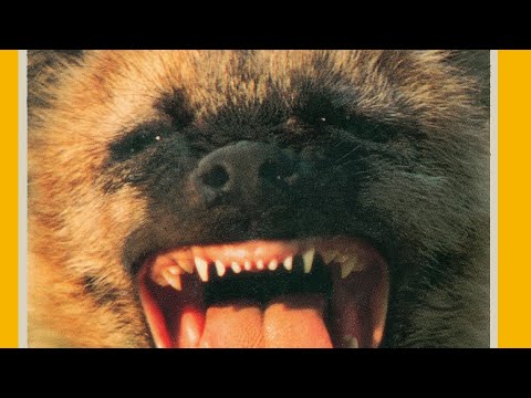 Eternos Enemigos Leones vs Hienas Español Latino