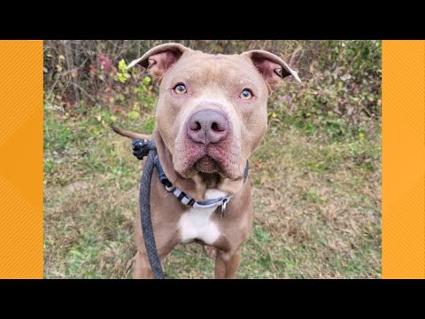 Pet on the Set | Meet Bruce - YouTube