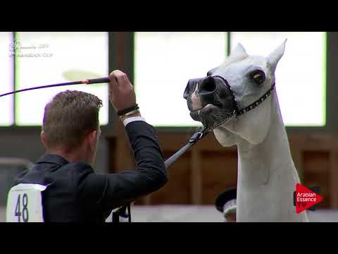 N.48 PA LIVIA - Deauville 2017 - Mares 7 years old and older (Class 5)