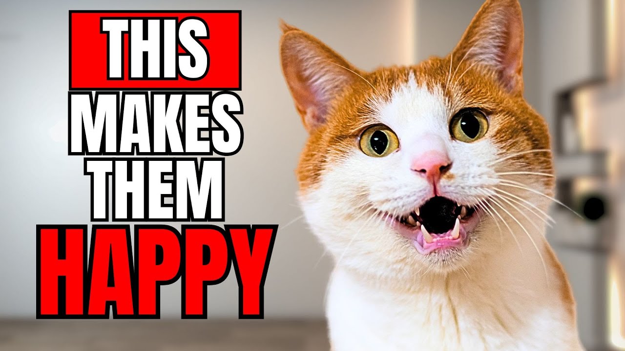 9 Things That ACTUALLY Make Your Cat Happy!