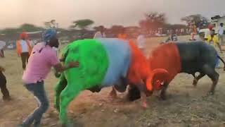 USA bull fight