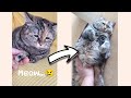 Sad cat meows for pets 😭 | The Best of Guang Dang