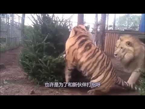 Siberian Tiger vs African Lion Fight (Siberian Tiger is the Winner)