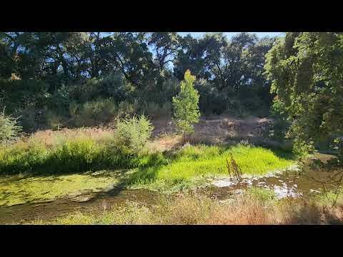 Nick Mullen The Fast and the Curious