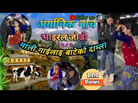 #mali gai lai bateko damla mero maya xodera ka jamla. 2080.#nepali cultural #🙏🇳🇵