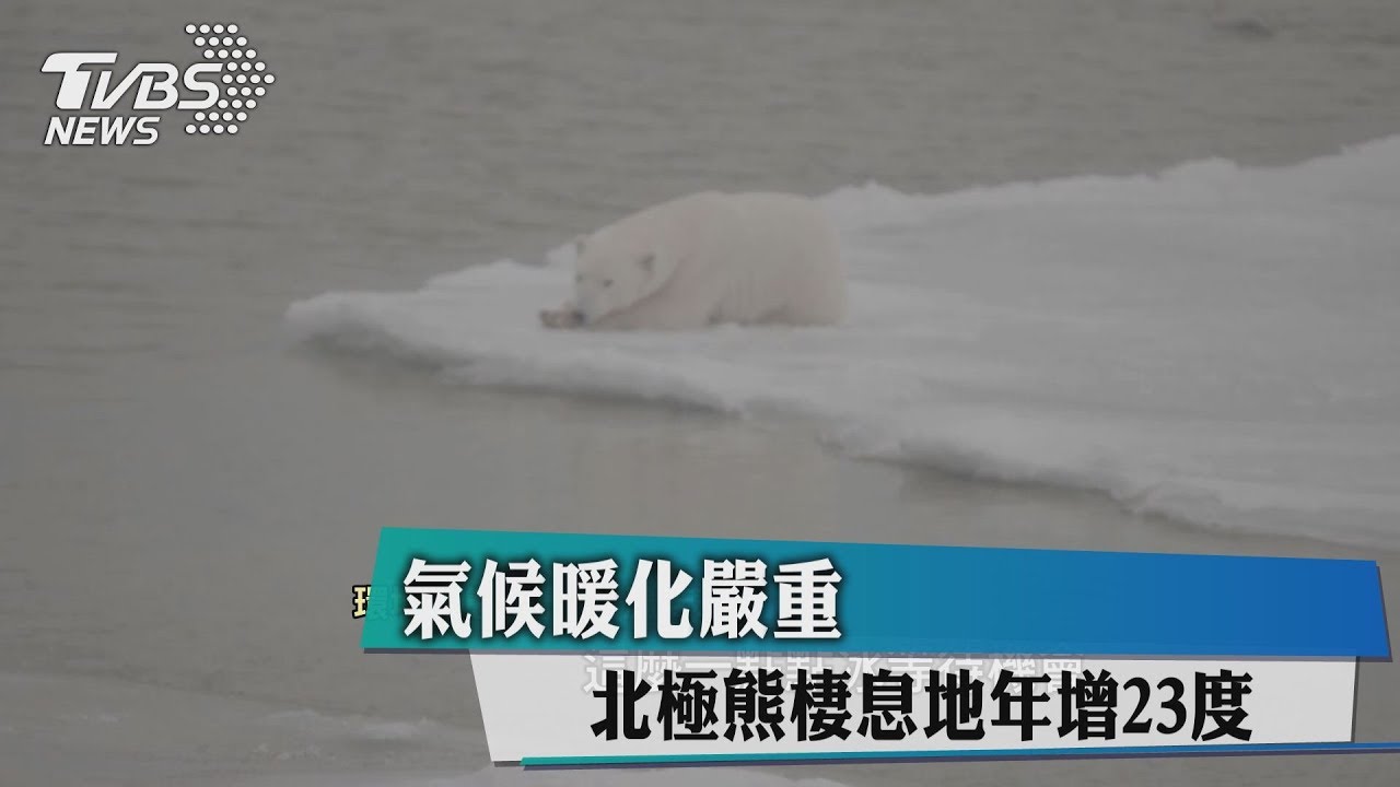 氣候暖化嚴重　北極熊棲息地年增23度