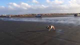 preview picture of video 'Winnie goes beach running in Ocean Shores'