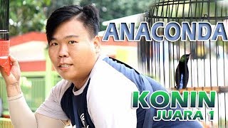 Download lagu AKsi Burung Konin Juara 1 ANCONDA Milik Dho Dho Di Event REUNI AKBAR KM KALBAR mp3 Download lagu AKsi Burung Konin Juara 1 ANCONDA Milik Dho Dho Di Event REUNI AKBAR KM KALBAR mp3