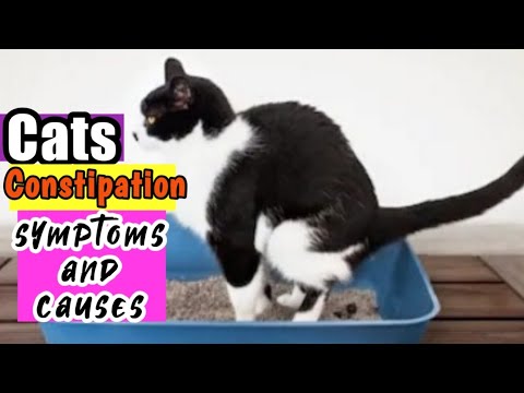 How to Deal with Cats Constipation| Cats Constipation Symptoms and Causes🐈
