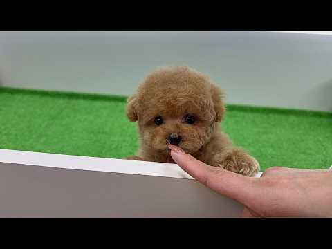 YouTube動画のサムネイル