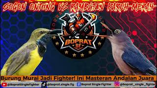 Download lagu 🎵 MASTERAN BURUNG GACOR PALING DICARI!! | Isian SOGON, ONTONG & RAMBATAN PARUH MERAH FULL VOLUME 🔊 mp3