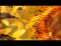 Robin Guthrie - Sunflower Stories [Non Official Video]