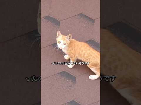 子猫が屋上に閉じ込められ、10日以上も毎日大声で助けを求めていた,そしてついに。無事に教出された#shorts