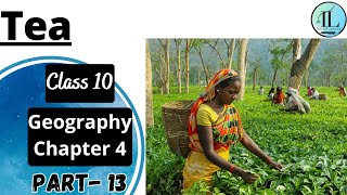 Tea | Food Crops other than Grains | Agriculture | Class 10 Geography Chapter 4 | NCERT UPSC