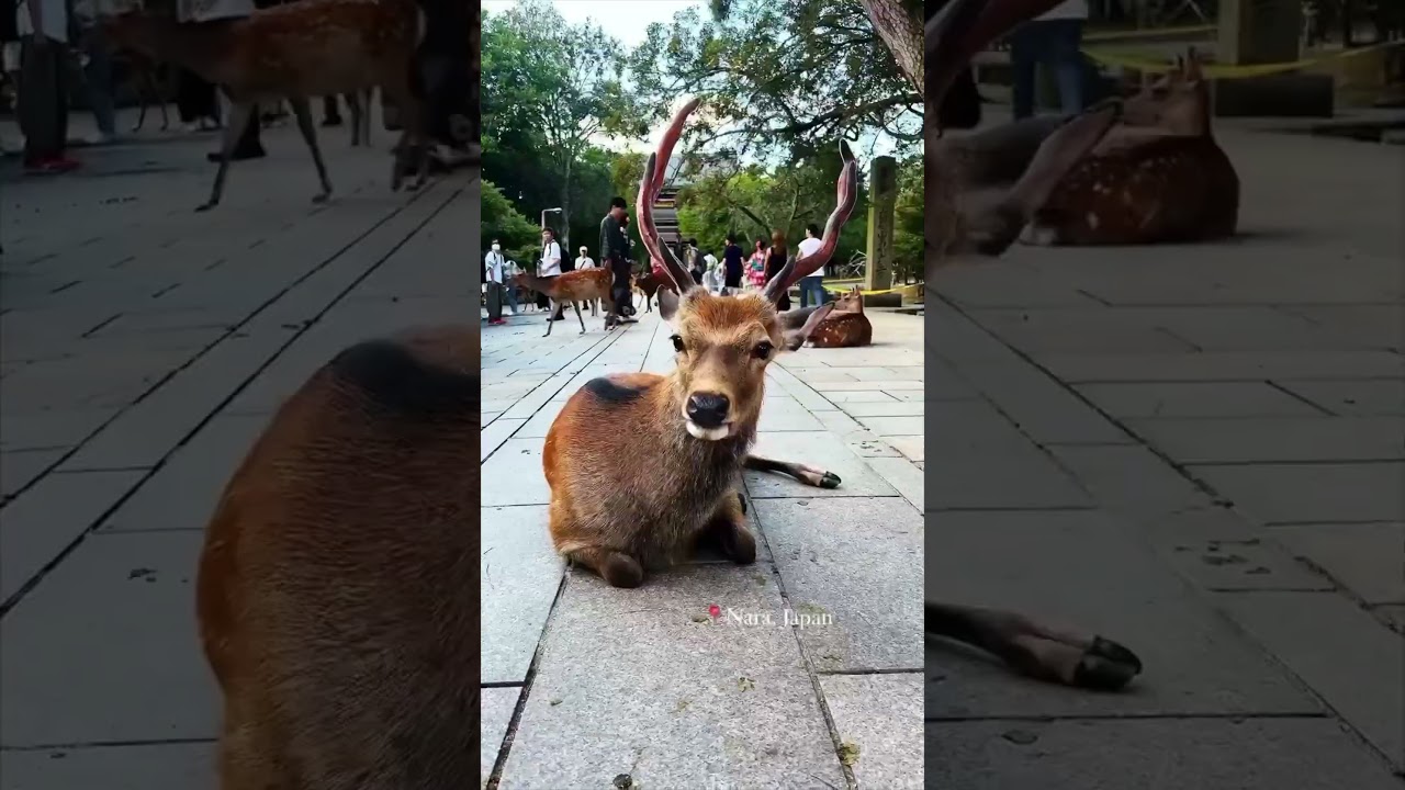 YouTube Short thumbnail