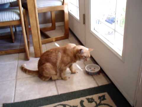 CAT WON'T EAT OUT OF BOWL