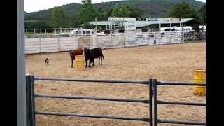 preview picture of video 'Cattle Dog Trials  2013 in Stroud'