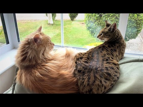 5 Differences between a Savannah Cat and Maine Coon