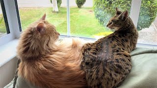 5 Differences between a Savannah Cat and Maine Coon