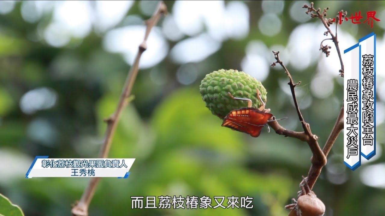 「蜂」迴路轉制椿象