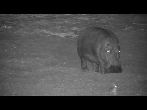 Djuma: Hippo with healing leg injury arrives for the night - 20:30 -  07/22/19