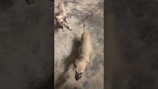 Chippiparai Puppies Videos