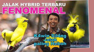 Download lagu SILANGAN BURUNG HYBRID JALAK BALI DAN JALAK HONGKONG TERBARU - JADINYA BURUNG CERDAS NAN CANTIK mp3 Download lagu SILANGAN BURUNG HYBRID JALAK BALI DAN JALAK HONGKONG TERBARU - JADINYA BURUNG CERDAS NAN CANTIK mp3