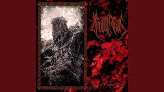 Chrysanthemums In Bloom