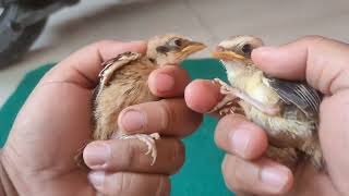 Download lagu How to distinguish between male and female Cendet chicks with thin eyebrows... mp3