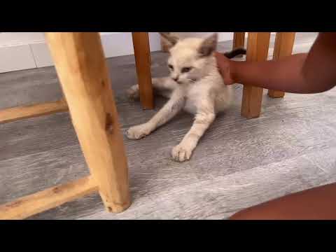 Vídeo de PIPA