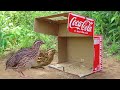 Easy Bird Trap Simple Quail Trap Make From Coca Cola Box