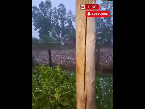 Large-sized hail hit the city of Pitangueiras, Paraná, Brazil 🇧🇷 (01.11.2025)