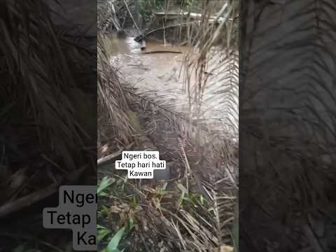 Nyaris pekerja sawitjadi santapan🐊