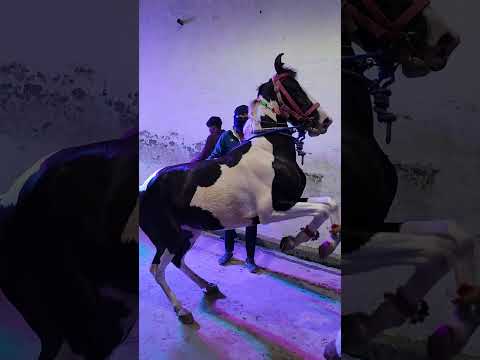घोड़े का डांस #shorts #youtubeshorts