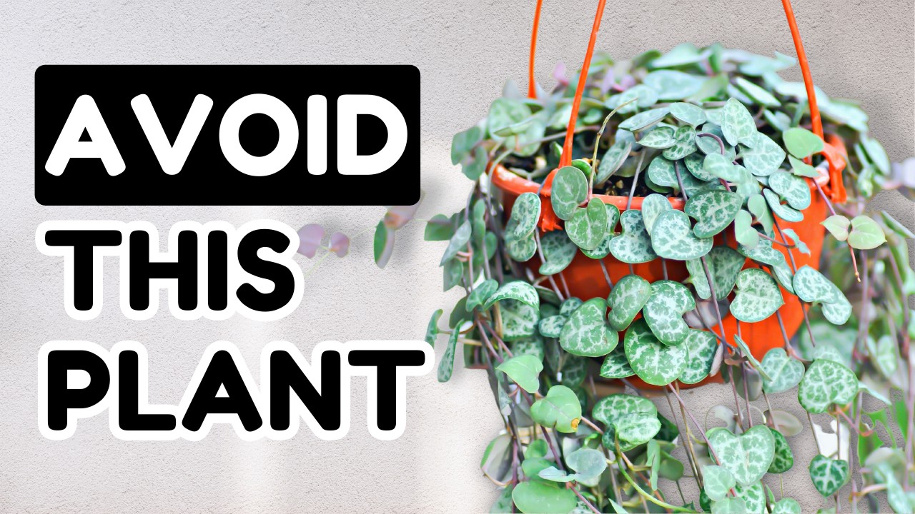 10 Popular Plants You Shouldn't Buy