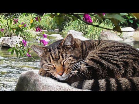 What Do Cats Dream About When They Sleep?