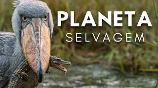 Criaturas Extraordinárias [Documentário Completo]