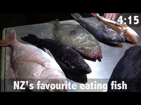New Zealand Best Eating Fish