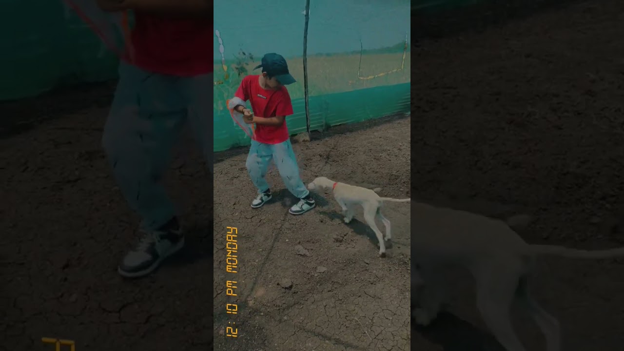 Fun Times With Our Adorable Family Dog #shortsfeed #fishpond #shortsyoutube #trending #dog #pets