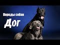 Породы собак. Дог 
