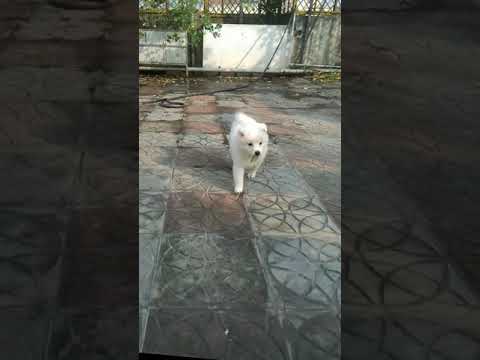 Teddy  Bear eating leaf 🥰🥰🥰