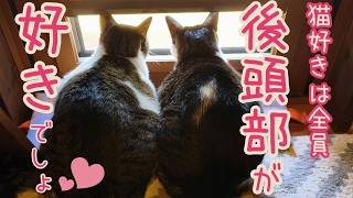 父動画28　ただでさえ可愛いのに、並ぶとラブリー度 爆上がりな猫 【後頭部】