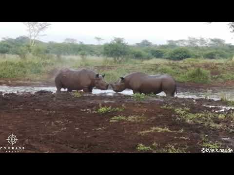 Rhino Bulls Fight in Mud
