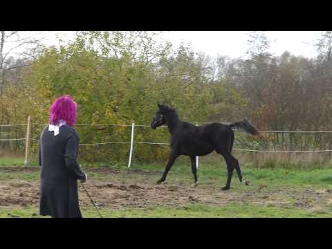 Jährling von Fürst Wilhelm, Wallach