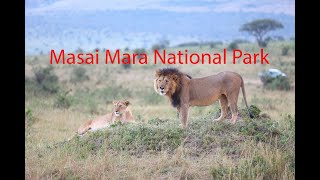 preview picture of video 'Lions Mating  in the Masai Mara  National Park.  Aerial.'