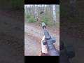 Hunting A Big Moose At Very Close Hunting Chasse Moose Deer