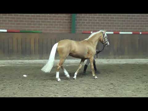 Ponyhengst von Mr. Right x Rohdiamant