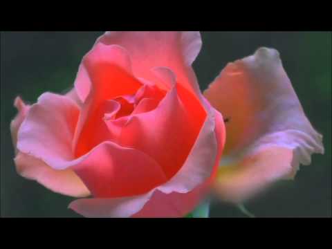 Matt Darey feat. Ashley Tomberlin - Lost At Sea (Luiz B Remix) Sanset video edit